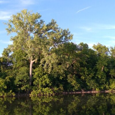 Poplars - Cottonwoods, Balsam Poplars, Hybrids - Plants and Cuttings