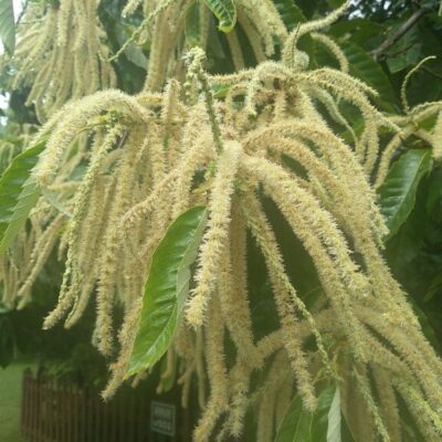 Chestnut