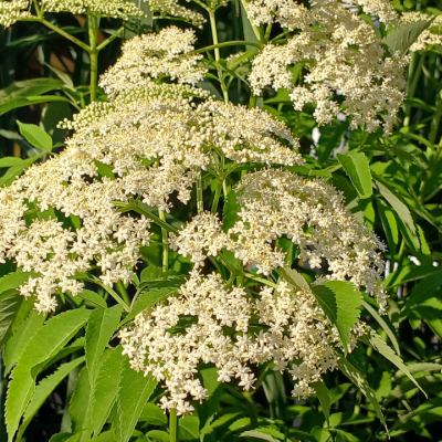 Elderberry  –  Plants  and  Cuttings
