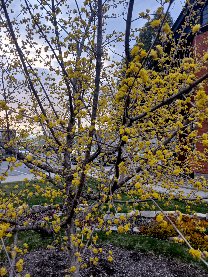 Cornelian Cherry - Image 2