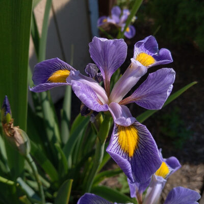Blug Flag Iris