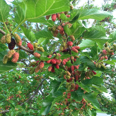 Mulberry