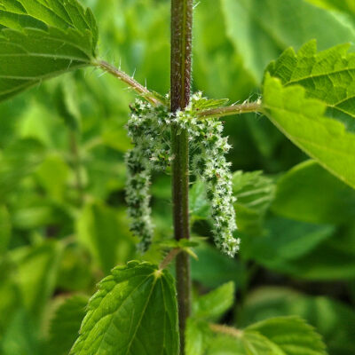 Stinging  Nettle