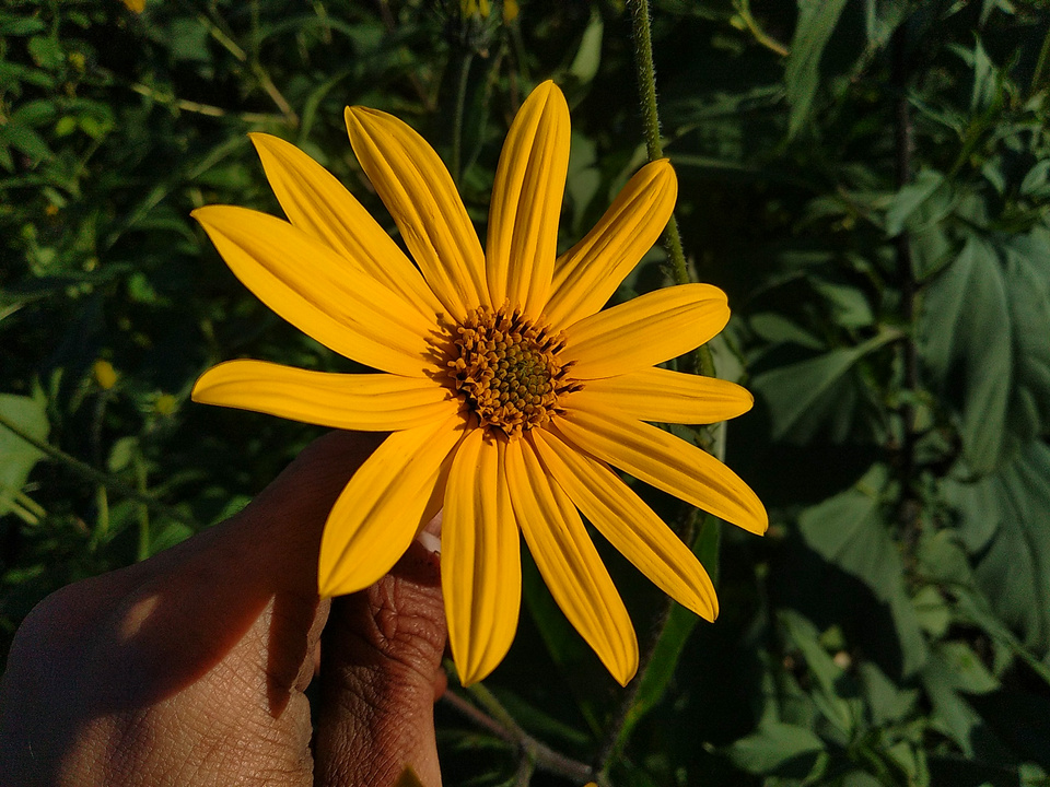 Jerusalem Artichokes - Image 2