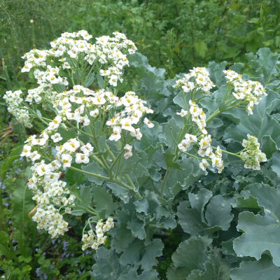 Sea  Kale