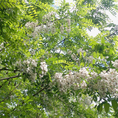 Black Locust