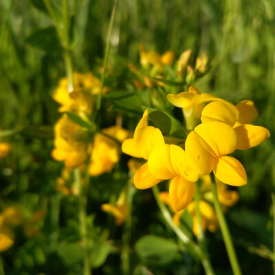 Big Birdsfoot Trefoil
