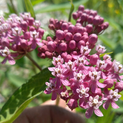 Red Milkweed