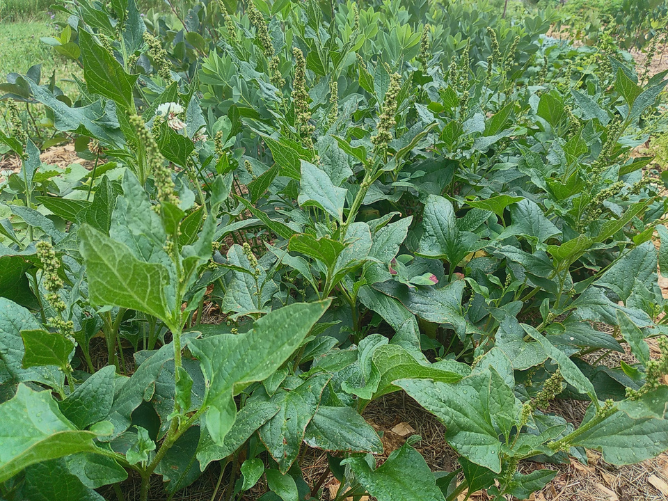 Good King Henry - Image 3