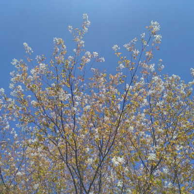 Juneberry