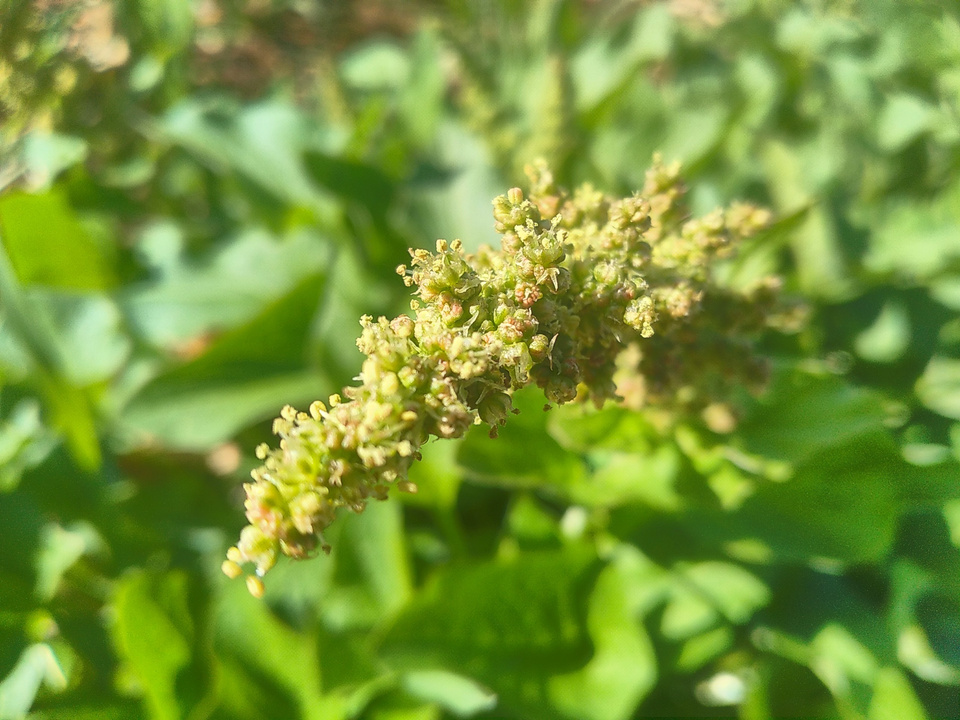 Good King Henry - Image 2
