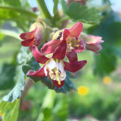 Currants and Gooseberries –  Plants  and  Cuttings