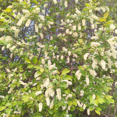 Chokecherry