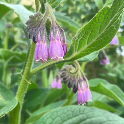 Comfrey