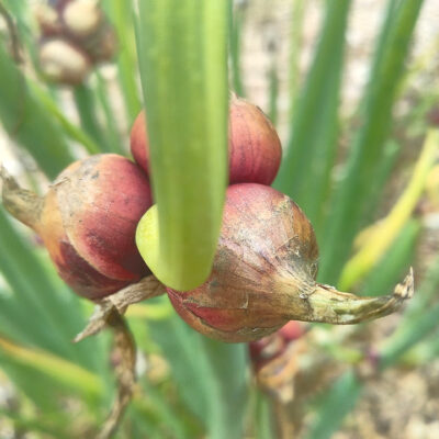 Walking  Onions