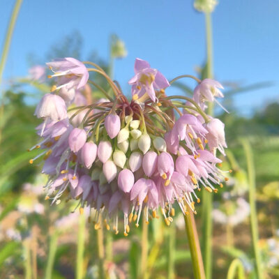 Nodding Onion