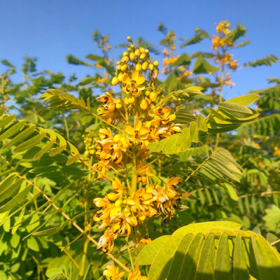 Senna