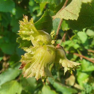 Hazelnut