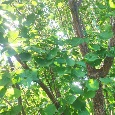 Apricot