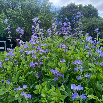 Wild Indigo