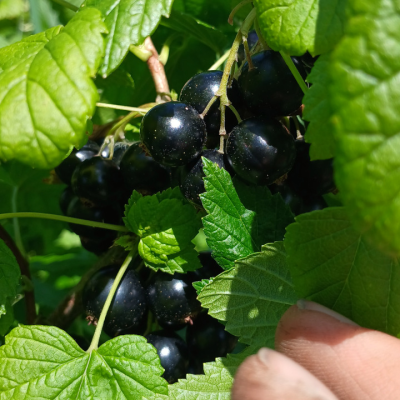 Currants