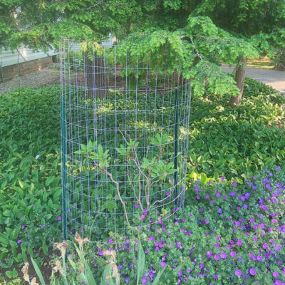 Metal Plant Protection Fences (local pickup only)