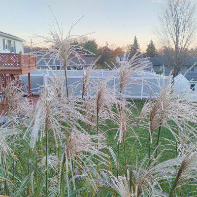 Miscanthus Grass