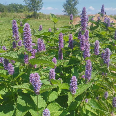 Anise Hyssop