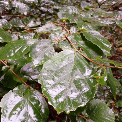 Witch Hazel