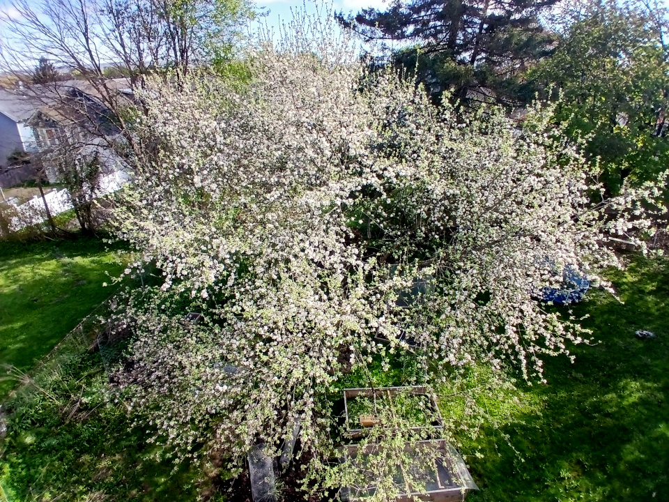Apples - Grafted - Image 5