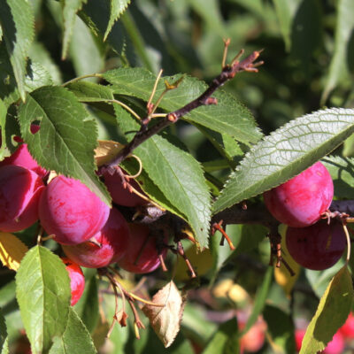 American Plum