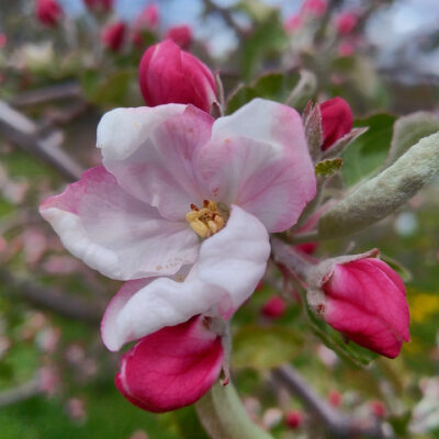 Apples - Grafted