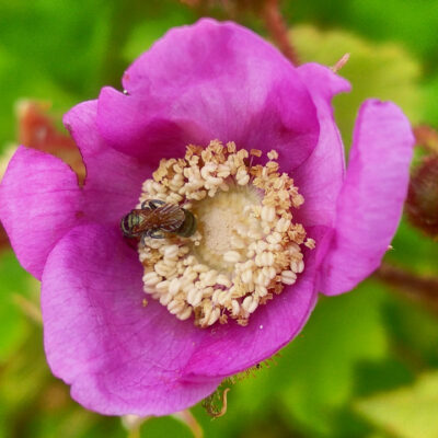 Thimbleberry