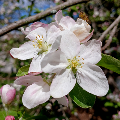 Apples - Grafted