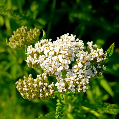 Yarrow