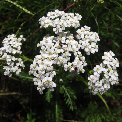 Yarrow