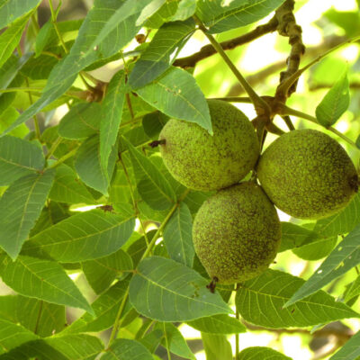 Black Walnut