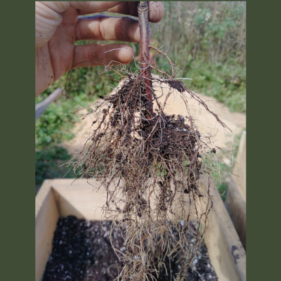 Hardwood Cuttings - Elderberry and Currants