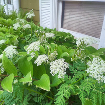 Sweet Cicely