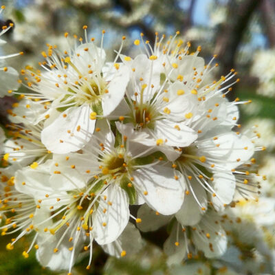 Plums - Grafted Trees