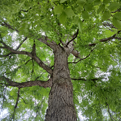Kentucky Coffee Tree