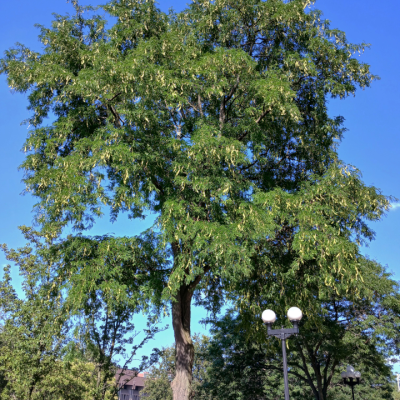 Thornless Honey Locust