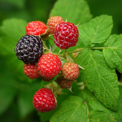 Black Raspberries
