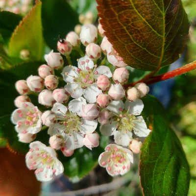 Aronia