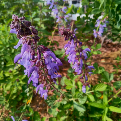 Red Sage