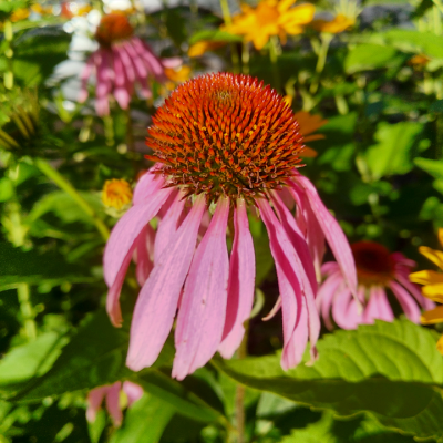 Echinacea