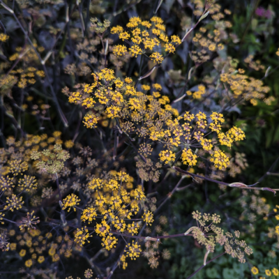 Bronze Fennel