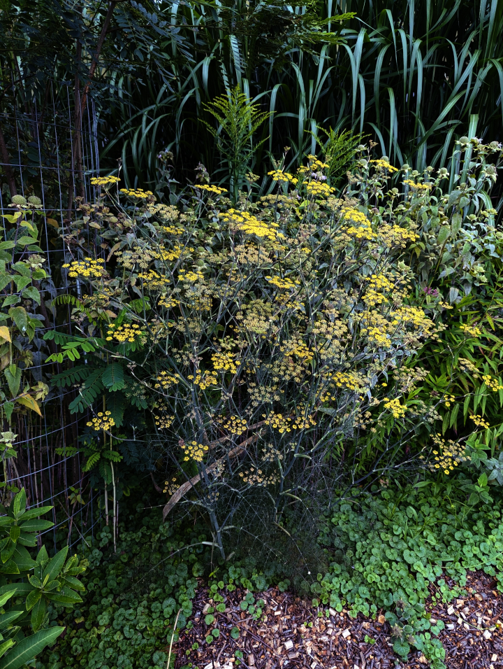 Bronze Fennel - Image 2