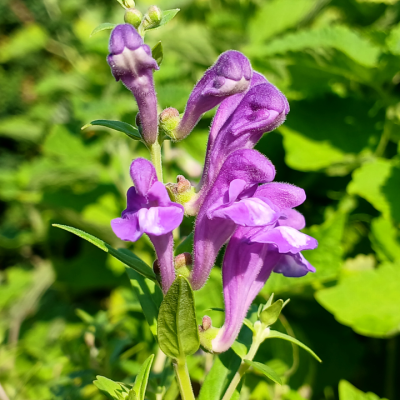 Baikal Skullcap