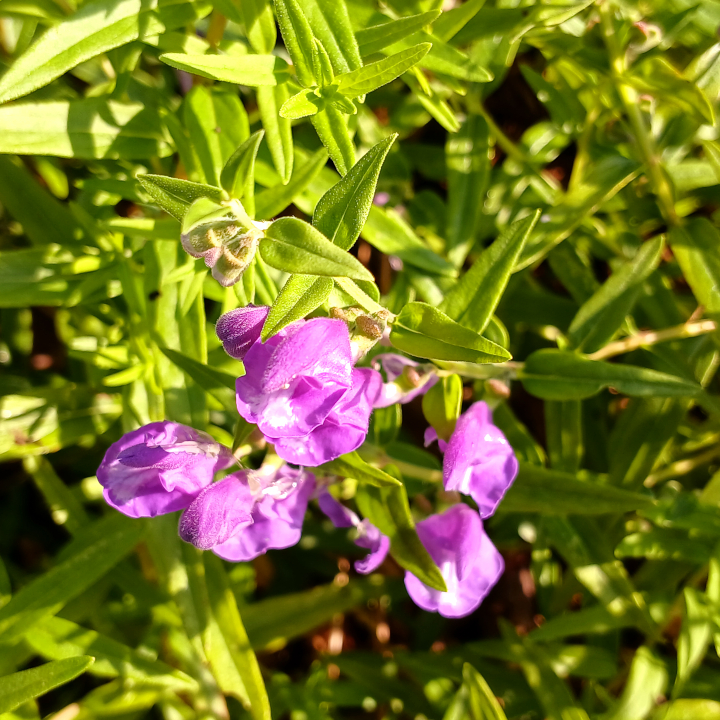 Baikal Skullcap - Image 2